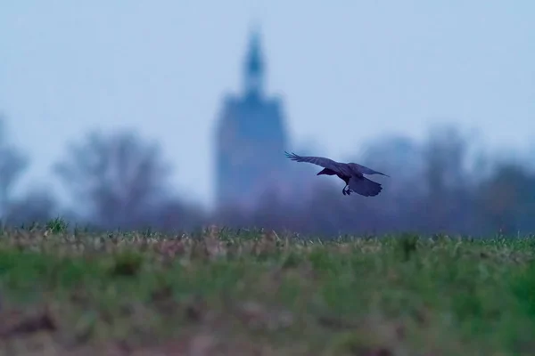 One Raven Flies Field — стоковое фото