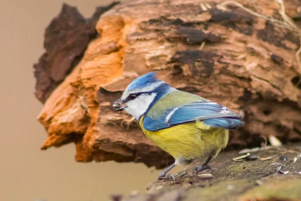 Blue Tit Looking Food Spring — Photo
