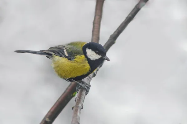 Great Tit Sits Branch Winter — 스톡 사진