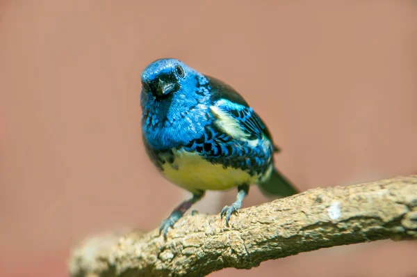 Turquoise Tanager Sits Branch Sun — Zdjęcie stockowe