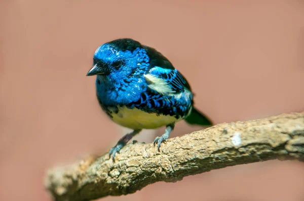 Turquoise Tanager Sits Branch Sun — Photo