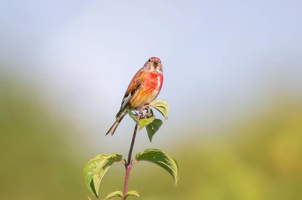 Linnet Sits Branch Spring — Photo