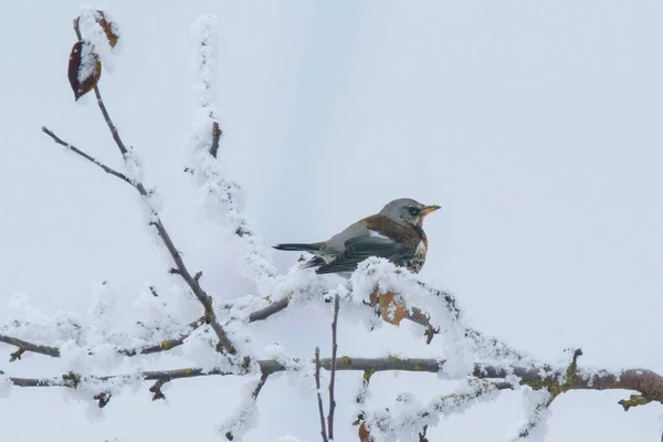 Fieldfare Sits Snowy Branches Cold Winter Time — Stock fotografie