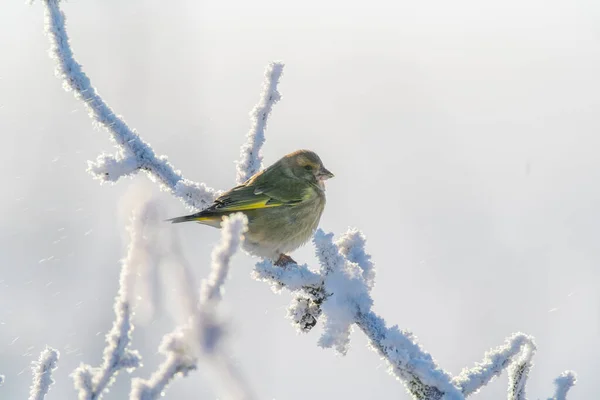 Greenfinch Sits Snowy Branch Cold Winter — Stock Fotó
