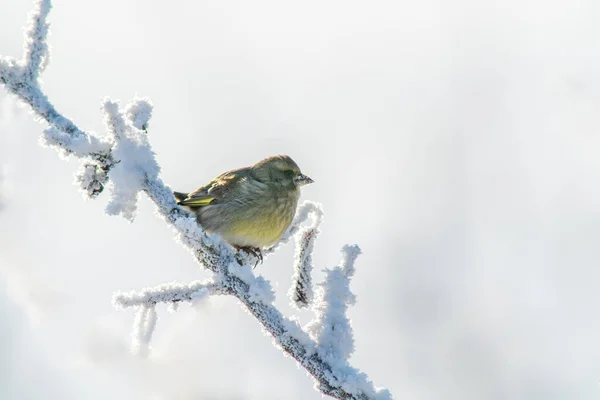 Grünfink Sitzt Kalten Winter Auf Einem Verschneiten Ast — Stockfoto