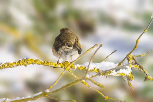 Rotkehlchen Sitzt Winter Auf Einem Verschneiten Ast — Stockfoto