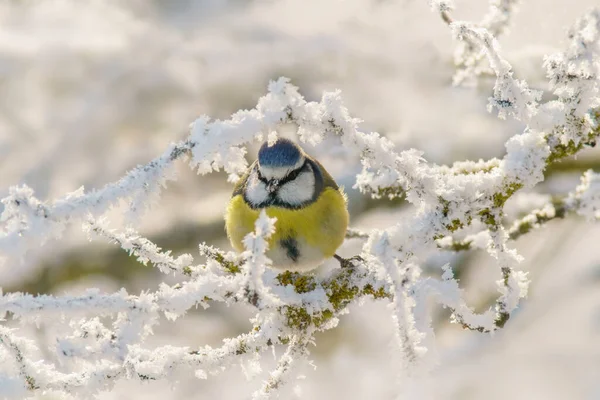 Blue Tit Sits Snowy Branches Cold Winter Time — Foto de Stock