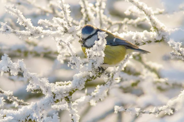 Blue Tit Sits Snowy Branches Cold Winter Time — Stock Fotó