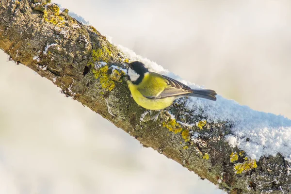 Great Tit Sits Snowy Branches Cold Winter Time — Stock Fotó