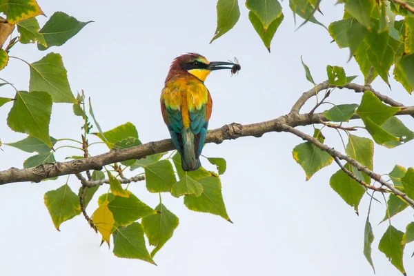 Bee Eater Prey Sits Branch — Photo