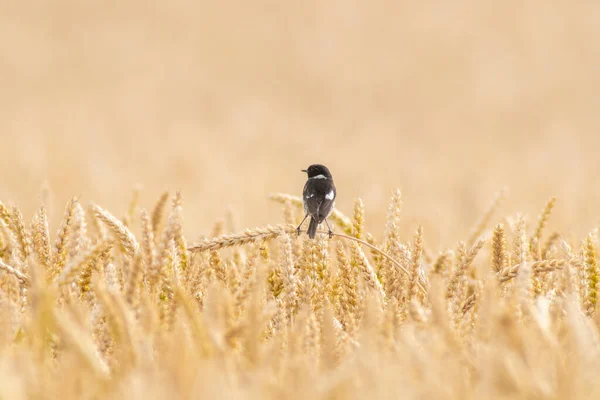 Stonechat Sits Ear Wheat Field — Stok fotoğraf