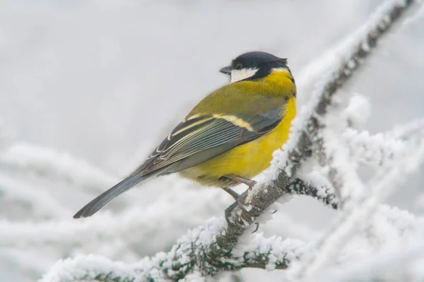 Great Tit Sits Snowy Branches Cold Winter Time — Stock Fotó