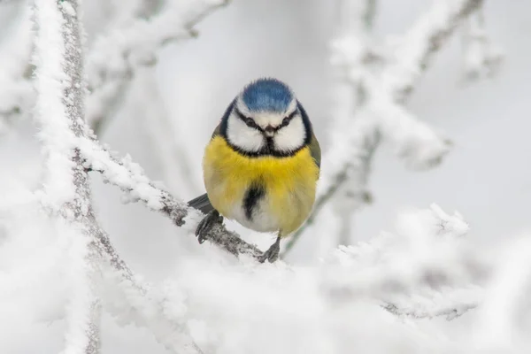 Blue Tit Sits Snowy Branches Cold Winter Time — стоковое фото