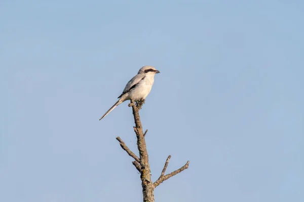 Gray Shrike Sits Branch Looks Prey — Fotografia de Stock