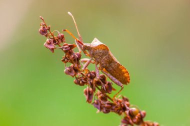a brown bug sits on a brown blossom