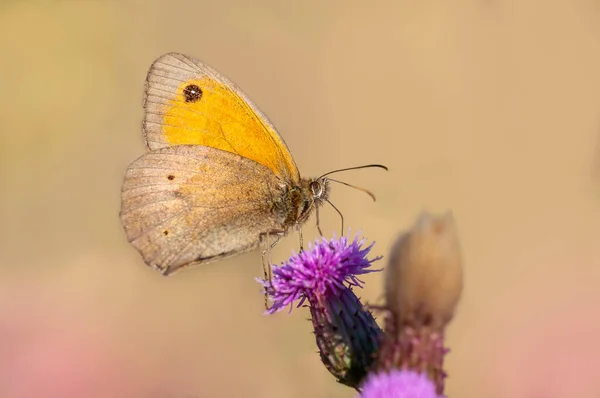 Μια Πεταλούδα Κάθεται Ένα Λουλούδι Και Τσιμπολογά Την Πίσσα — Φωτογραφία Αρχείου