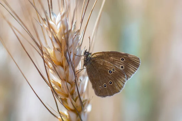 Butterfly Sits Wheat Ear — Fotografia de Stock