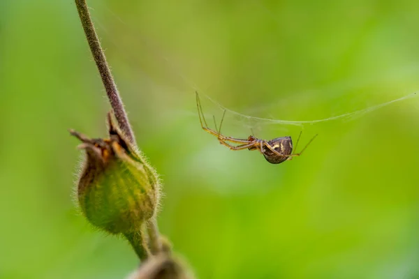 Uma Pequena Aranha Constrói Sua Teia — Fotografia de Stock