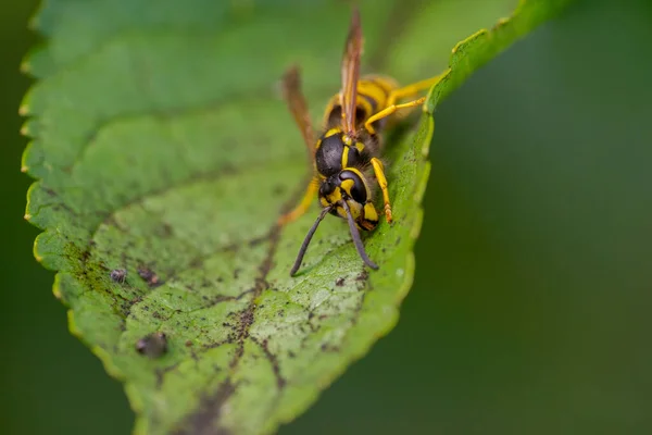 黄蜂坐在树叶上 咬蚜虫的蜜露 — 图库照片