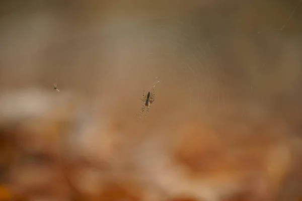 Little Spider Builds Her Web — Foto Stock