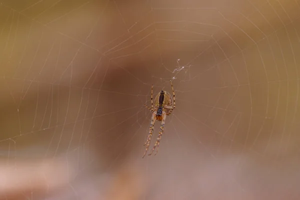 Küçük Bir Örümcek Ağını Örüyor — Stok fotoğraf