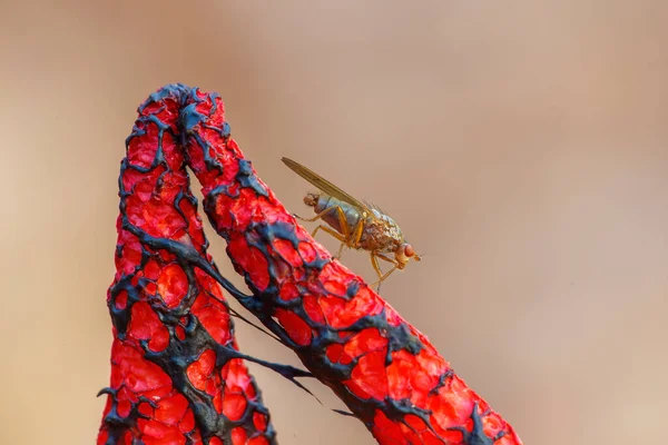 Fly Sitting Stinking Devil Finger Mushroom — Stock Photo, Image
