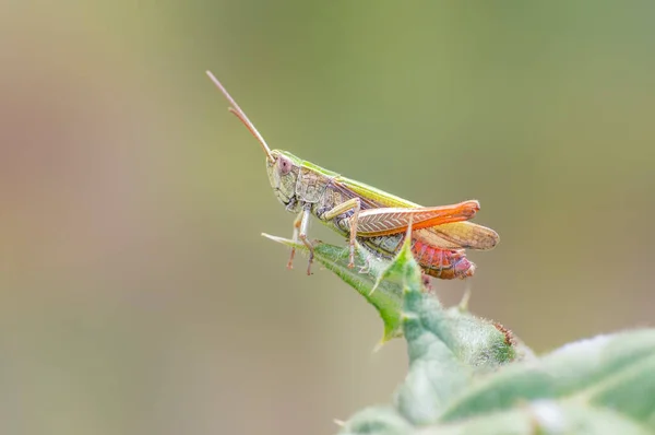 Grasshopper Sits Thistle — ストック写真
