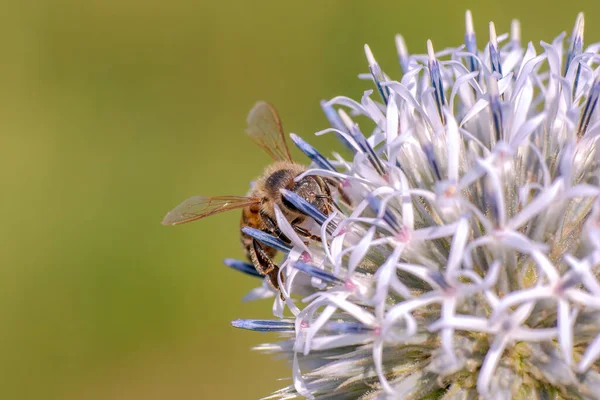 Včela Sedí Fialovém Bodlákovém Květu Okusuje Krček — Stock fotografie