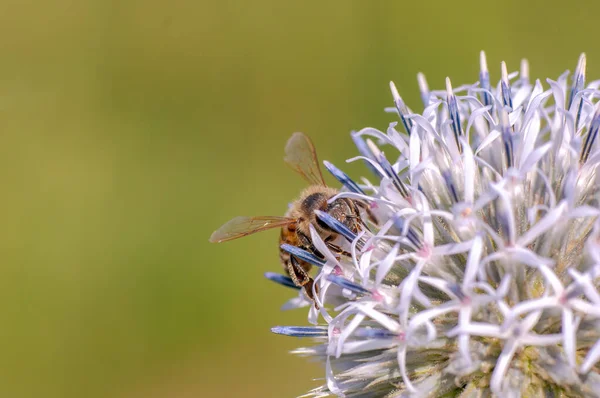 Včela Sedí Fialovém Bodlákovém Květu Okusuje Krček — Stock fotografie