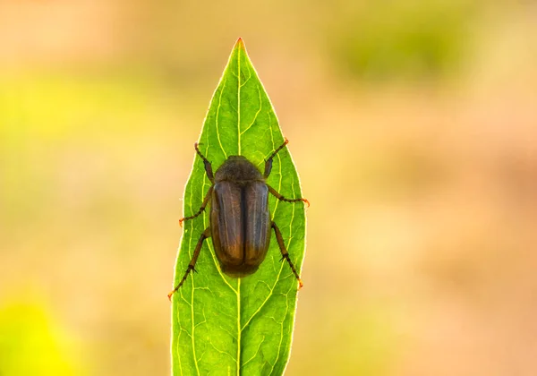 a June bug sits on a green leaf