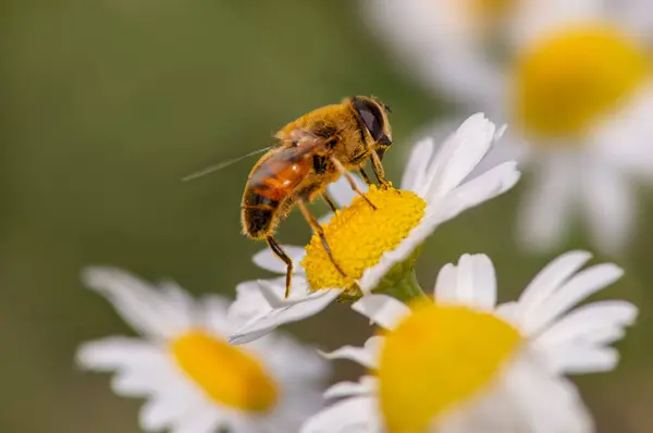 Fly Sitting Chamomile Flower — 스톡 사진