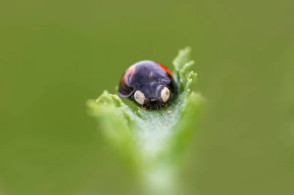 Ladybug Sits Green Leaf — Stock Fotó