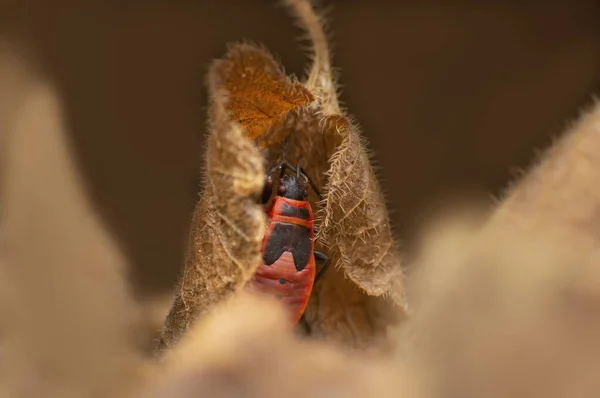 Red Fire Bug Hides Withered Leaf — стоковое фото