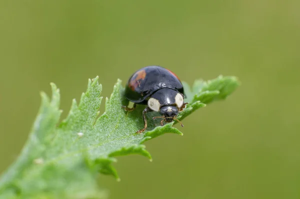 Ladybug Sits Green Leaf — Stockfoto