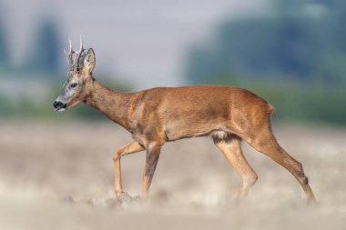 a young roebuck stands on a harvested field in summer