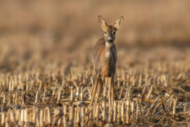 a beautiful deer doe standing on a harvested field in autumn