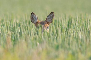 a beautiful roe deer doe stands in a green wheat field in summer