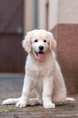 Yakışıklı bir genç kuvasz çiftlik hayvanı bekçi köpeği.