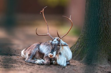 a moose lies relaxed on the edge of a forest