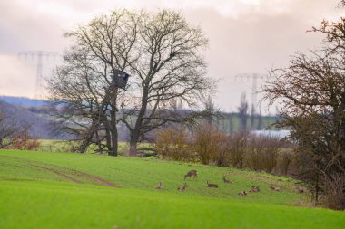 a group of roe deer in a field in autumn