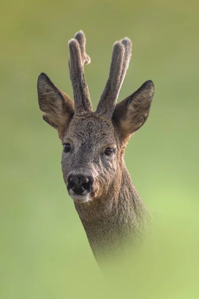 夏天一只漂亮的雄鹿的肖像 — 图库照片