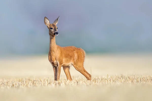 Beautiful Roe Deer Doe Stands Harvested Field Summer — Stockfoto