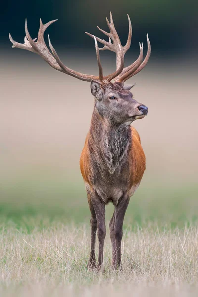 Handsome Red Deer Buck Stands Meadow — Φωτογραφία Αρχείου