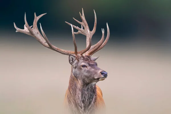 一只漂亮的红鹿的肖像 — 图库照片