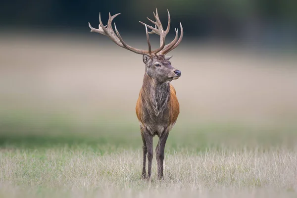Handsome Red Deer Buck Stands Meadow — 스톡 사진