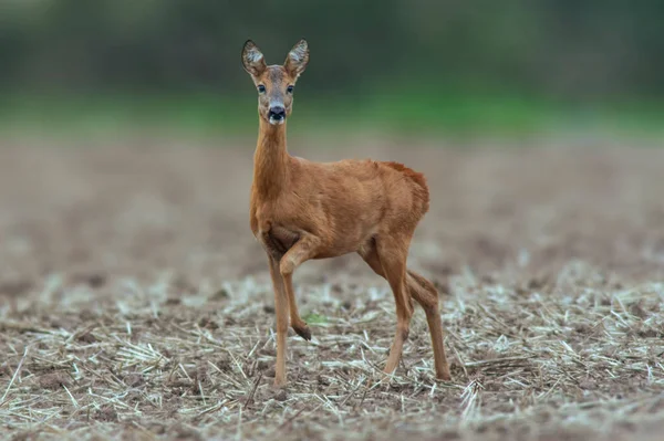 Beautiful Deer Doe Standing Harvested Field Autumn — Stock Photo, Image