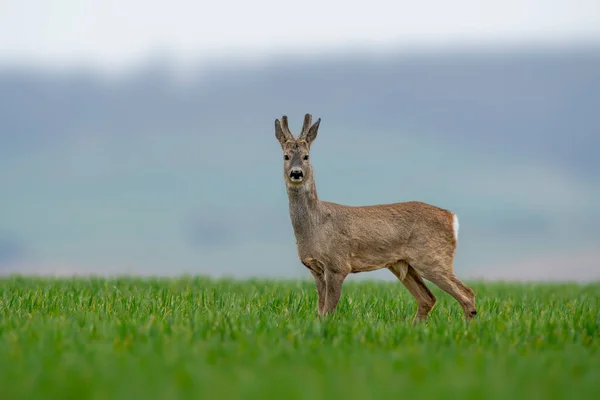 Young Roebuck Stands Green Field Spring — Φωτογραφία Αρχείου