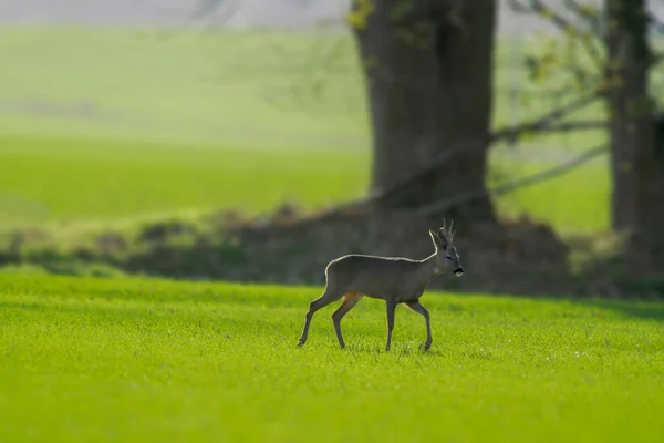 Young Roebuck Stands Green Field Spring — Stockfoto