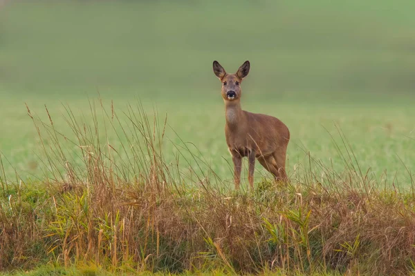 Beautiful Deer Doe Standing Meadow Autumn — Stockfoto