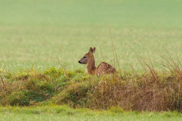 Beautiful Deer Doe Standing Meadow Spring — Photo